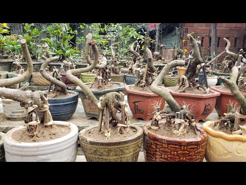 ❤❤❤ Chuẩn bị phôi ghép cho năm nay 🤠🤠🤠