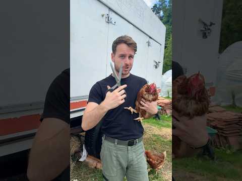 Clipping a chicken's wings?😱🐓 #agriculture #chicken #wings #tips #chickens #goodtoknow #village