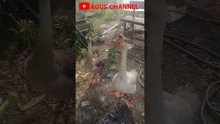 Download lagu SUARA UNIK ANGSA BELANG mp3