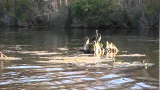 preview picture of video 'Edward Ball Wakulla Springs State Park'