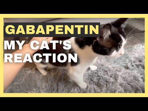 Cat is shaky and twitching after anxiety medication 💊 | Gabapentin