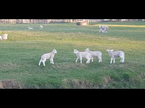 More Lamb Gang Anitics