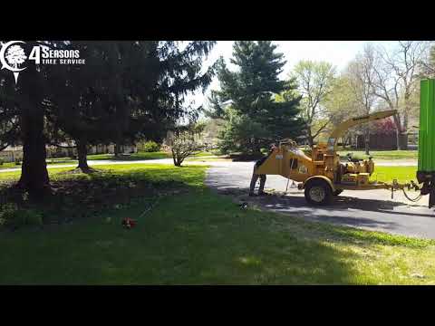 Crown Raising! - 4 Seasons Tree Service Springfield, MO.