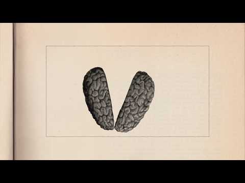 Robyn Hitchcock - "Sayonara Judge" (Official Video)