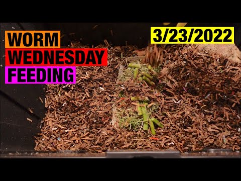 Worm Wednesday Feeding 1lb. Red wiggler Bin