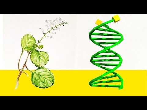 Do virtual plants have DNA? (Artificial evolution simulation)