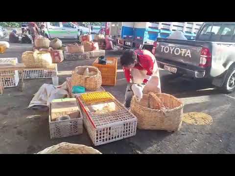 Feria en el cantón #Cevallos de la provincia de #Tungurahua, todos los días jueves.