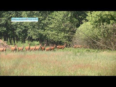 Благородных оленей выпустили в леса Буда-кошелевского района видео
