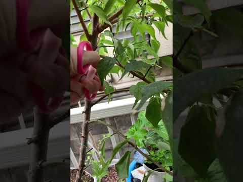 なぜ私の梅の木は泣いているのですか？果樹の原因、ヒントと予防  庭園