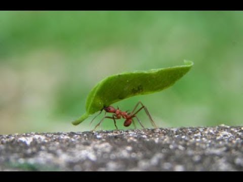 Aprendendo com o proceder da formiga (Pr 6,6-9)