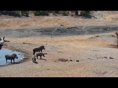Djuma: Warthog family-two adults and two young - 08/26/19