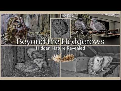🔴 LIVE OWL CAMERAS | Barn Owls & Tawny Owls | Cumbria, UK