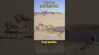 This Fear Is In Their DNA