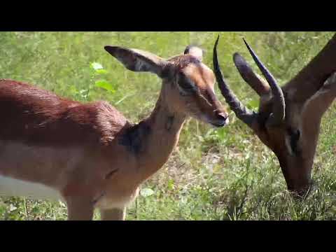Djuma: Wildebeests and Impalas with injured Impala lamb-Pt:1 - 14:30 - 03/07/20
