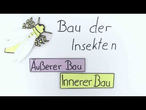 Bau der Insekten | Biologie | Ökologie