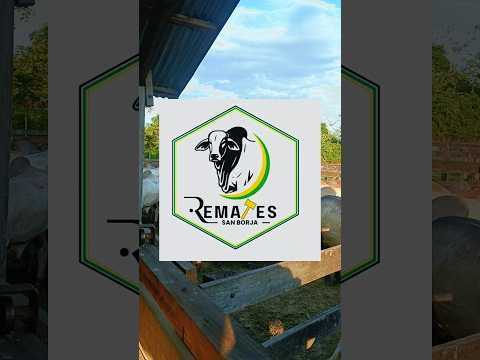 #remates #ganaderia #ganaderiasostenible #bolivia #beni