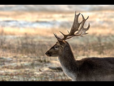 Sigma 150-600mm sport perfect for Wildlife,landscapephotography,Birds (nikon.d500)