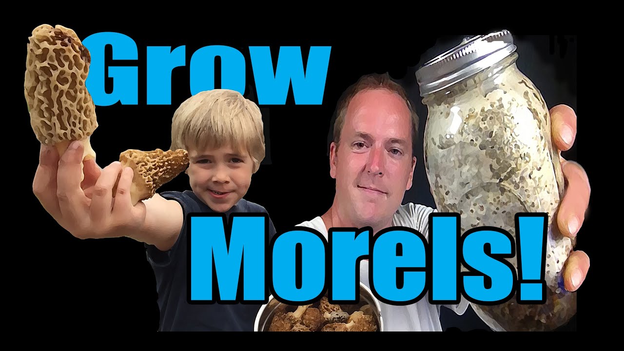 How to Grow Morel Mushrooms! At HOME! - YouTube