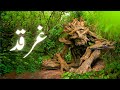 Gharqad Ka Darakht Reality Of Gharqad Tree In Israel Tree Of Jews Amber Voice Urdu Hindi