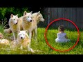 Parents Shocked To Find Out Daughter Has 4 Wolves As Bodyguards What They Did Next Is Unbelievable