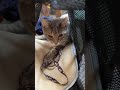 Bffs Grey Tabby Cat And Senior Black Cat Shorts