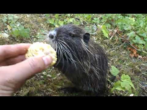 166 "Rockys erster Maiskolben - mit Hilfestellung ;-)" Nutria an der Ruhr Coypu, Nutrie, Ragondin