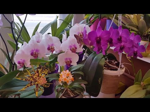 Мои цветущие орхидеи в июле