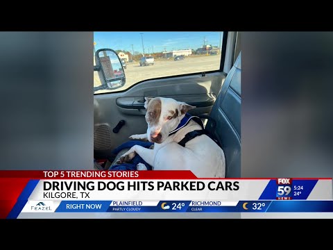 Top 5 trending stories: driving dog, raccoon attack, SNL surprise