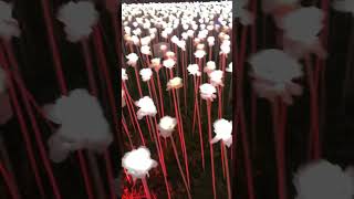 10000 Roses, Cebu