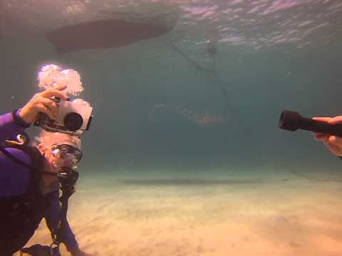 Day 5 - Playa Grande - Jellyfish with Nancy & Dana