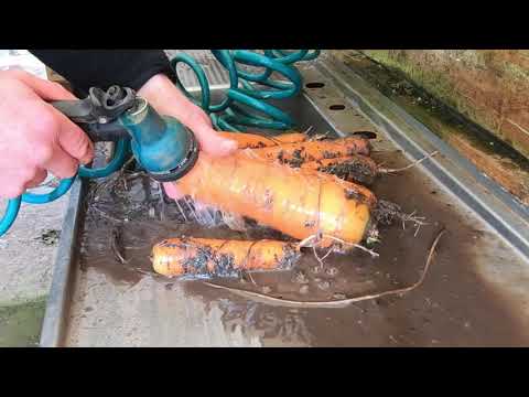 A YEAR in our GARDEN - Month Zero! (July)