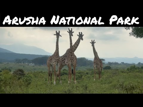 Exploring Arusha National Park: A Hidden Gem in Tanzania