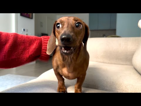Mini dachshund learns a new Christmas trick!