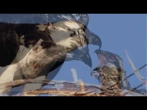 Pair of Nesting Ospreys Caring for Their Chicks