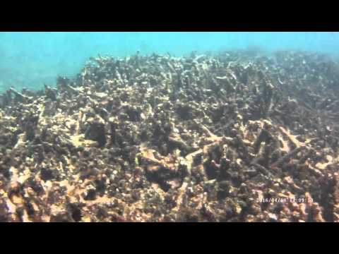 Squid! Scuba diving in Trincomalee Sri Lanka with Taprobane Divers