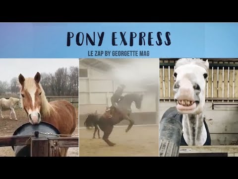 Pony Express #17 : le plus BEAU cheval du monde ! 😂