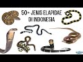 50+ Jenis Ular Elapidae (Cobra, Krait, Ular Cabai, Ular Laut, Taipan, Death Adder, dll) di Indonesia