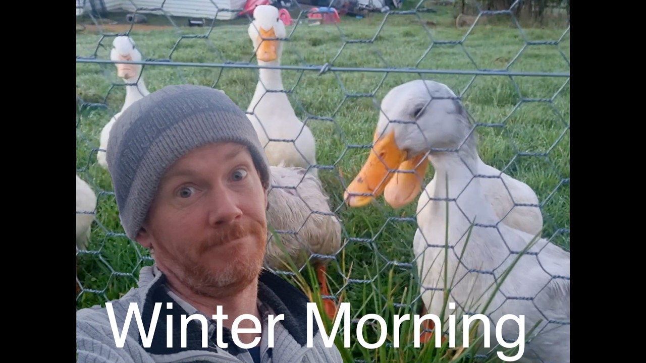 Still from Growing Our Way video 4, winter morning routine with chickens and greenhouse jobs