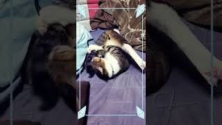 癒し動画！#癒し動画 #ばずりたい #ねこ #可愛い猫 #人気になりたい #ねこのいる生活 #むぎちゃん #可愛いい