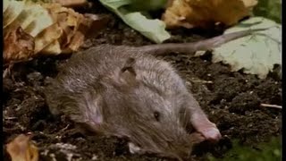 Décomposition d'un rat