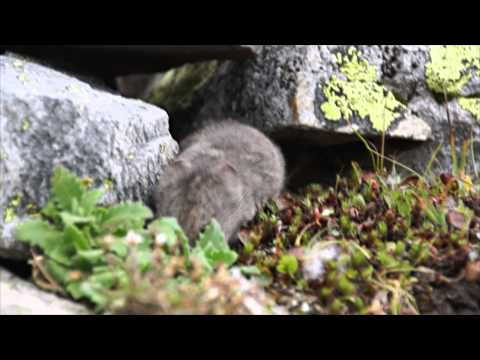 Hraboš snežný (Chionomys nivalis) — Schneemaus v Alpách
