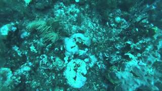 reef greater soapfish hiding