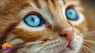 Instant Anxiety Buster for Cats - FAST ACTING RELIEF 🐱💤