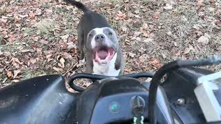 Dog vs Atv. His favorite thing to do.