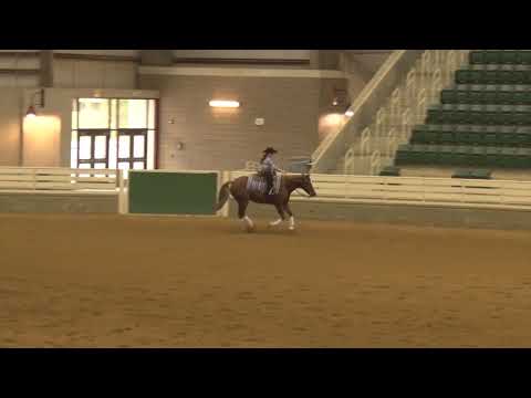 181027 10 & Under Short Stirrup Addison Coats on Einsteins True Grit