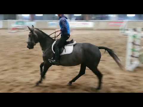 Lot 1 (Under) Saddle OBOS Quality X Cruising Keith Murray Jump