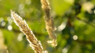 Morning Relaxing Music - Light Piano Music, Study Music, Stress Relief (Trinity)