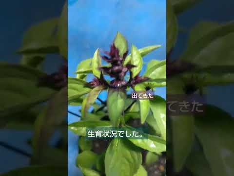 タイバジル 植物
