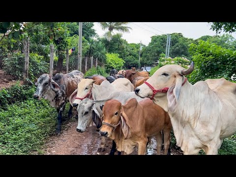 We moved the cows to the plot but this time they gave more problems than ever 😱🐄