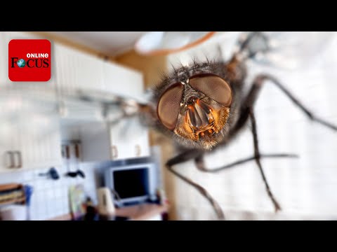 Insekten im Haus: Warum fliegen sie rein, aber nicht mehr raus?